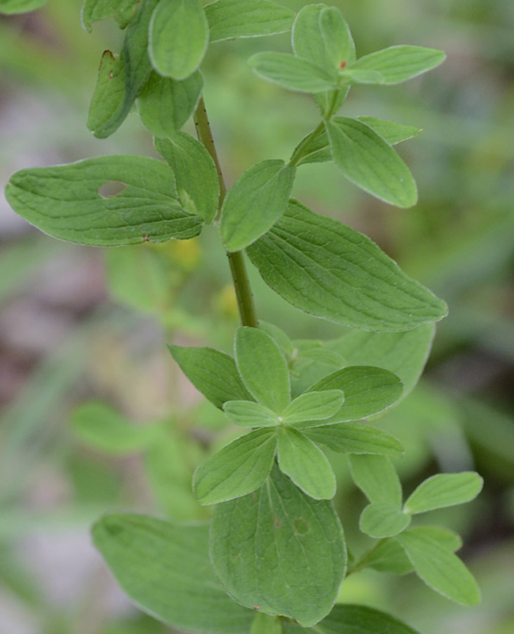 Hypericum maculatum / Erba di San Giovanni delle Alpi